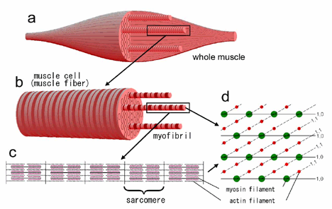 muscle fiber doodle