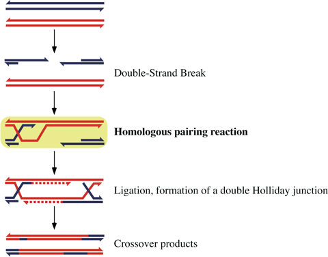 fig2.gif