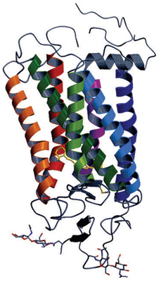 Figure 1. Crystal structure of bovine rhodopsin