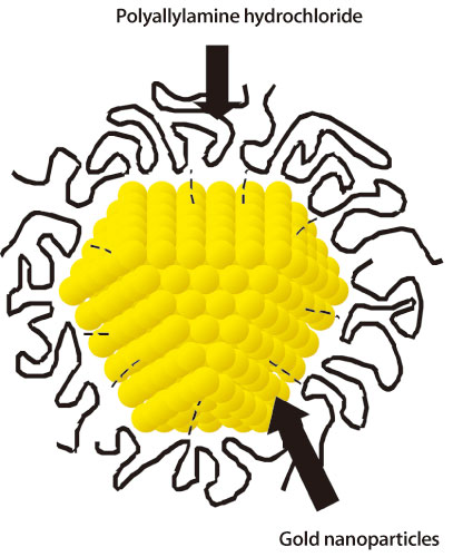 Fig. 1. Schematic view of polymer (polyallylamine hydrochloride) covered gold nanoparticles