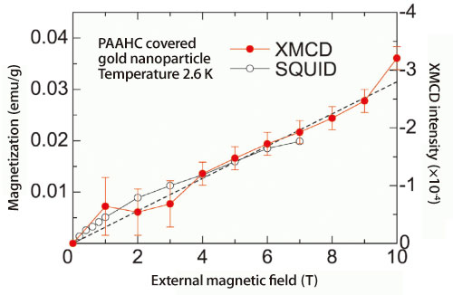 Fig. 2. XMCD intensity distribution and SQUID distribution of polyallylamine hydrochloride covered gold nanoparticles at 2.6 K