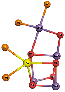 Fig.4  Structure of catalytic center in PSII