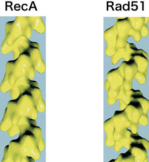 図4　RecA, Rad51タンパク質の分子構造