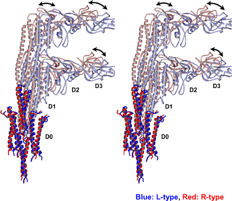 図3　L型(青)とR型（赤）の細菌べん毛繊維の構造変化。