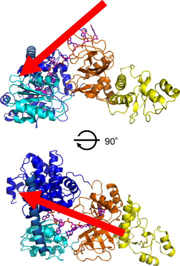 図4　RecJと一本鎖DNAとの結合モデル