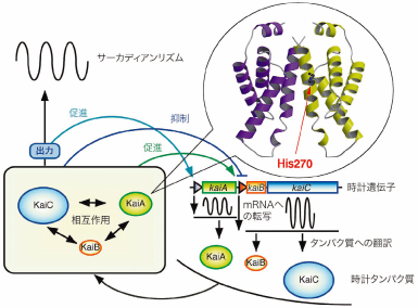 シアノバクテリアの生物時計発振メカニズムとKaiAタンパク質の立体構造。