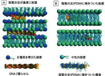 図2.脂質のミセルからなる遺伝子導入剤のDNA取り込みの構造モデル