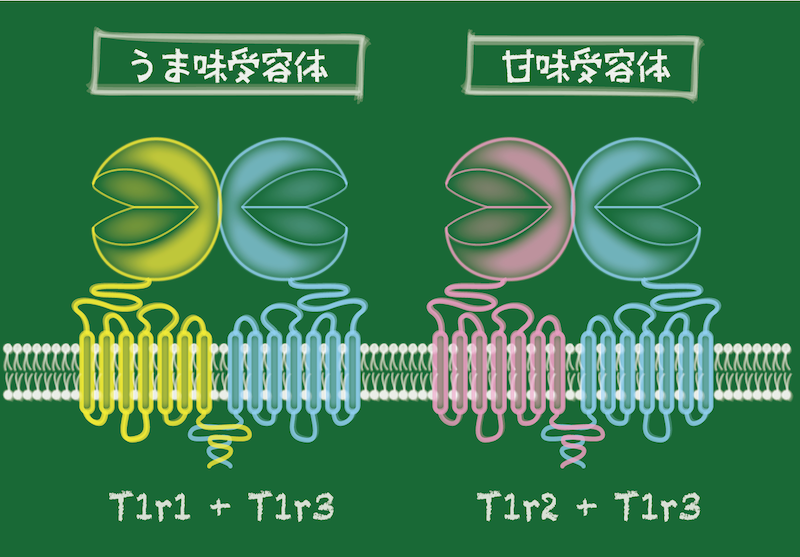 図4　T1r の組み合わせと感じる味覚